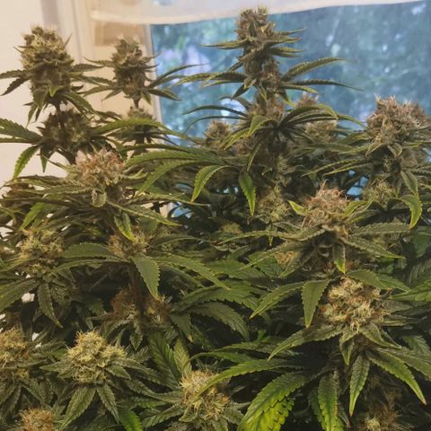 Sabine (Hydro/DWC) growlog timeline photo