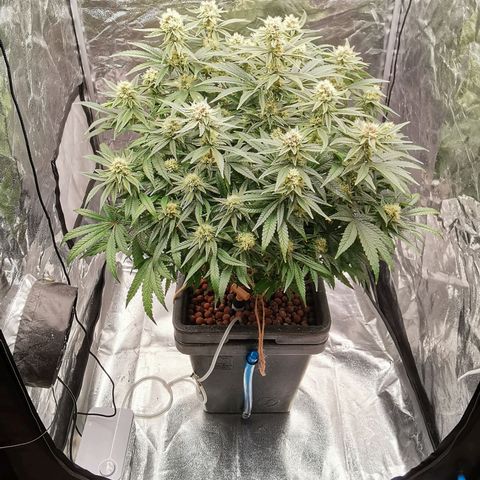 Sabine (Hydro/DWC) growlog timeline photo