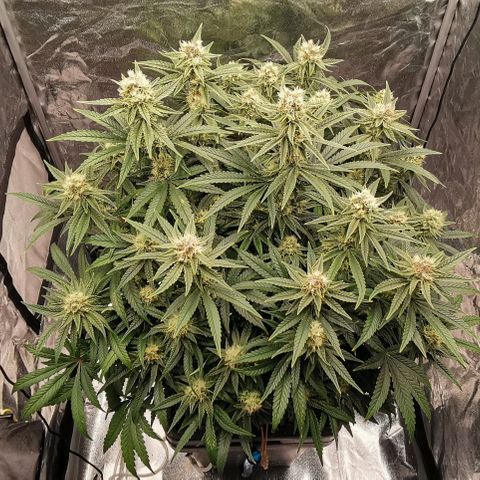 Sabine (Hydro/DWC) growlog timeline photo