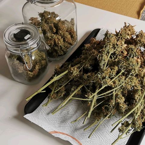 Sabine (Hydro/DWC) growlog photo: Trim Jail, aber hat sich gelohnt