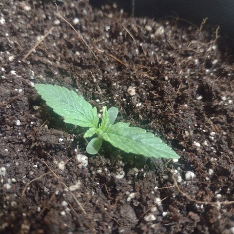 White Berry  growlog timeline photo
