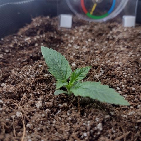 White Berry  growlog timeline photo