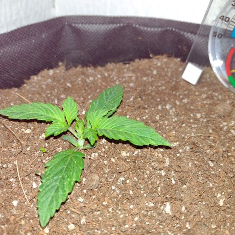 White Berry  growlog timeline photo