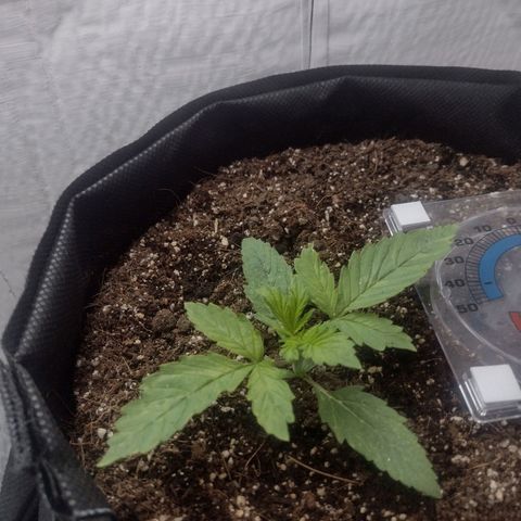 White Berry  growlog timeline photo