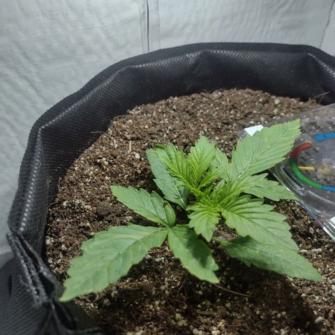 White Berry  growlog timeline photo