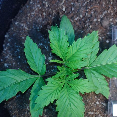 White Berry  growlog timeline photo