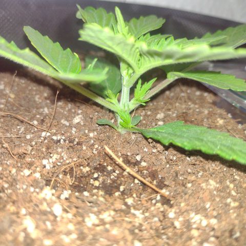 White Berry  growlog timeline photo