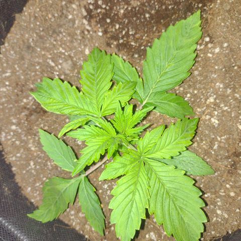 White Berry  growlog timeline photo