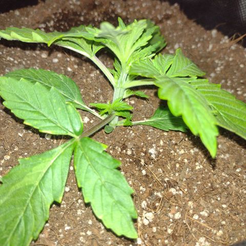 White Berry  growlog timeline photo