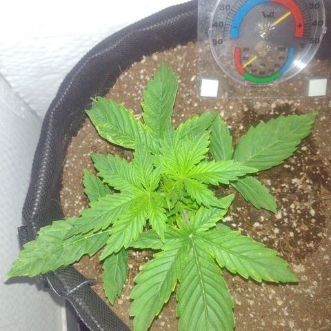 White Berry  growlog timeline photo
