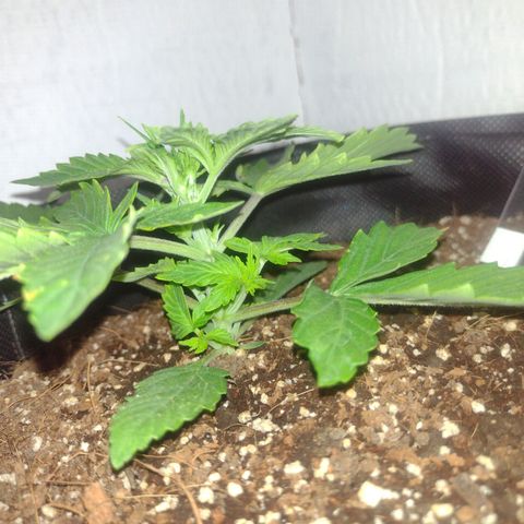 White Berry  growlog timeline photo