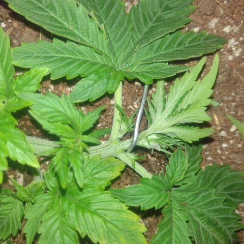 White Berry  growlog timeline photo