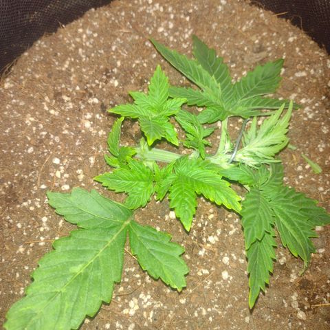 White Berry  growlog timeline photo
