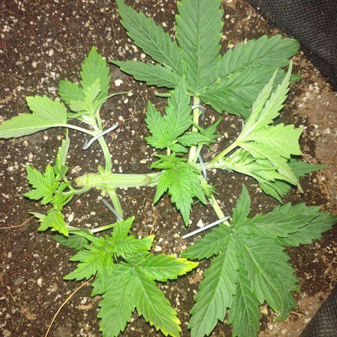 White Berry  growlog timeline photo