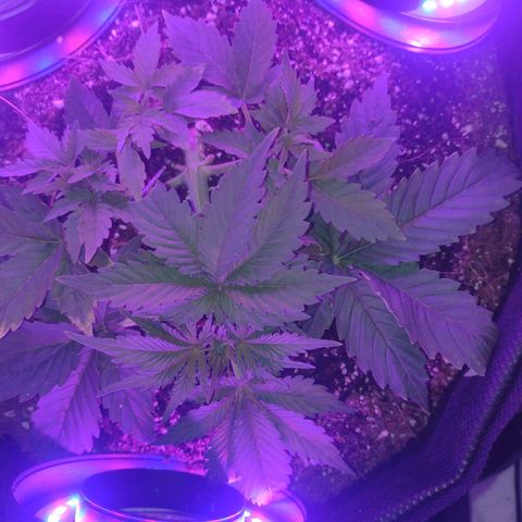 White Berry  growlog timeline photo