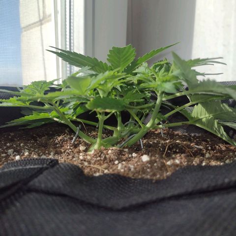 White Berry  growlog timeline photo