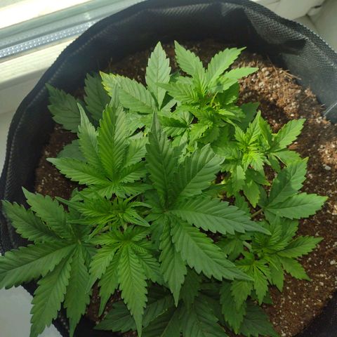 White Berry  growlog timeline photo