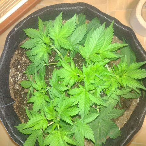 White Berry  growlog timeline photo