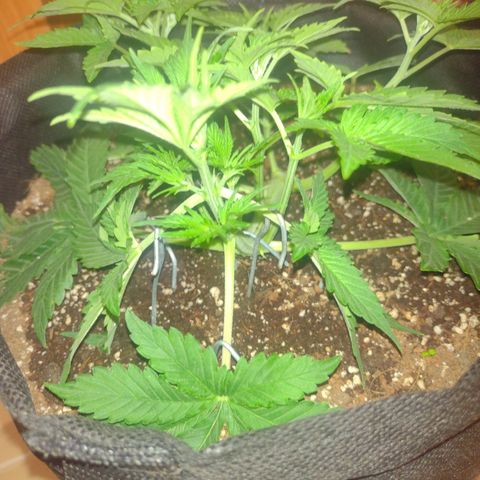 White Berry  growlog timeline photo