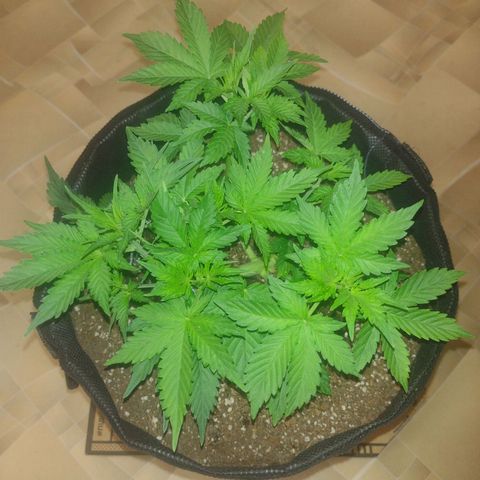 White Berry  growlog timeline photo