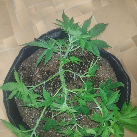 White Berry  growlog timeline photo