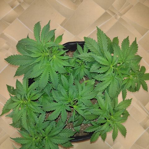 White Berry  growlog timeline photo