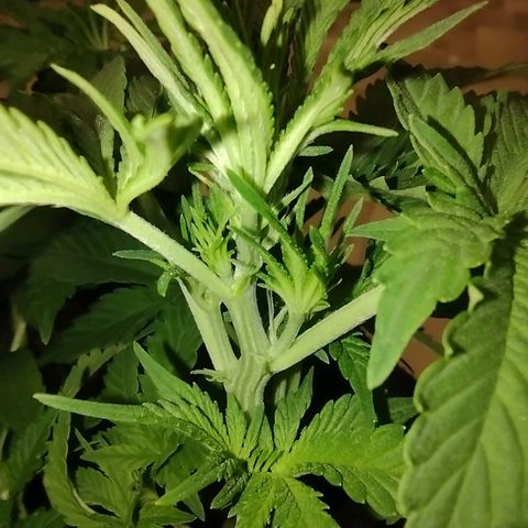 White Berry  growlog timeline photo