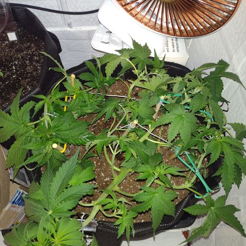 White Berry  growlog timeline photo