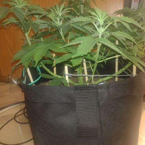 White Berry  growlog timeline photo