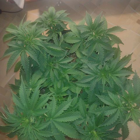 White Berry  growlog timeline photo