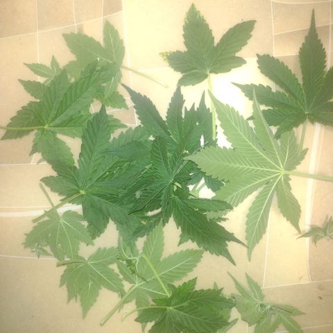White Berry  growlog timeline photo