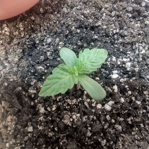 Tutankhamon growlog timeline photo