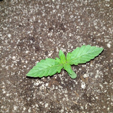 Tutankhamon growlog timeline photo