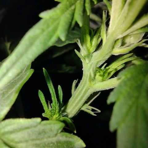 White Berry  growlog timeline photo