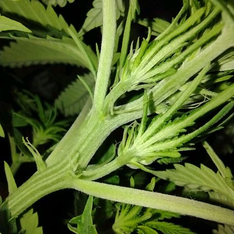White Berry  growlog timeline photo