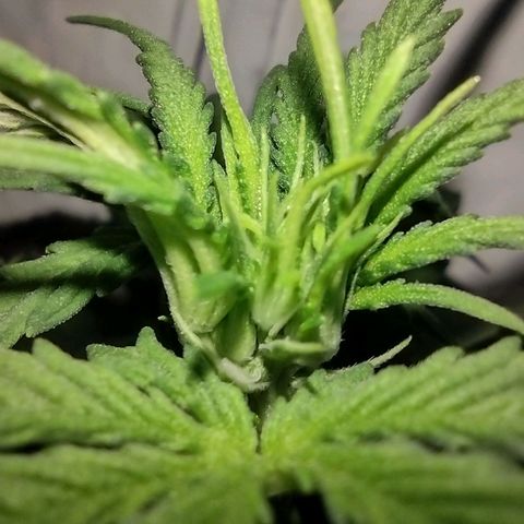 White Berry  growlog timeline photo