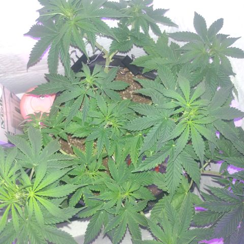 White Berry  growlog timeline photo