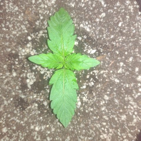 Tutankhamon growlog timeline photo
