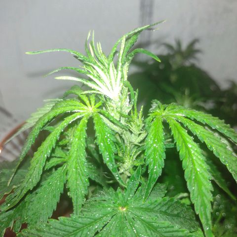 White Berry  growlog timeline photo