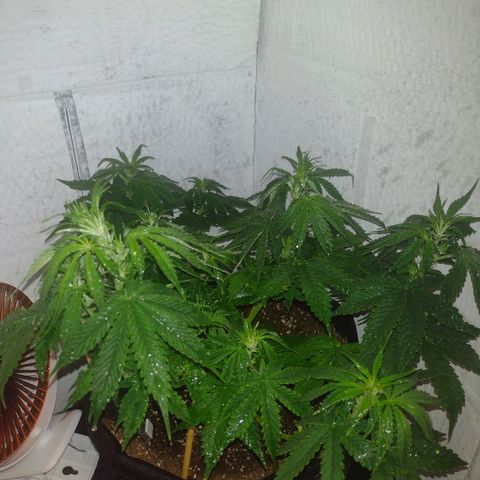 White Berry  growlog timeline photo