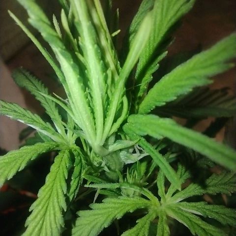 White Berry  growlog timeline photo