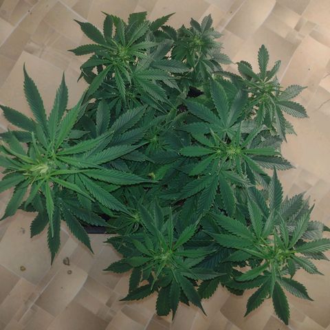 White Berry  growlog timeline photo