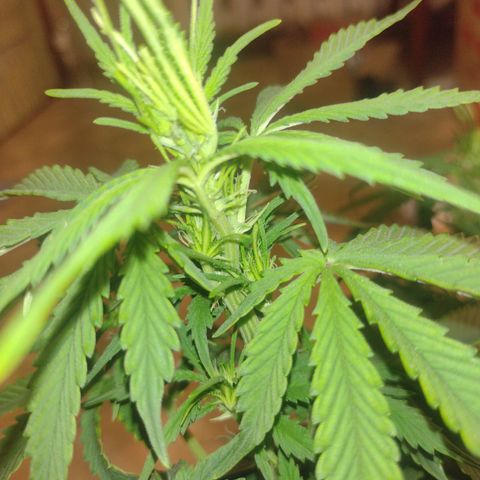 White Berry  growlog timeline photo