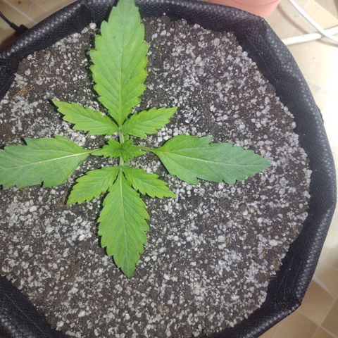 Tutankhamon growlog timeline photo