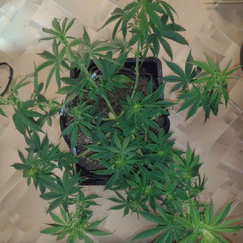 White Berry  growlog timeline photo