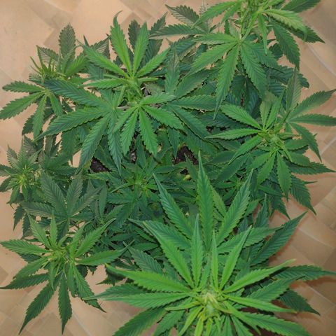 White Berry  growlog timeline photo