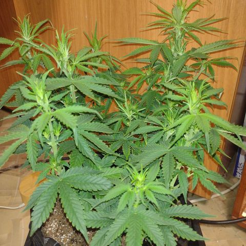 White Berry  growlog timeline photo