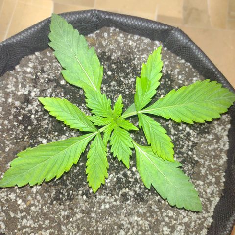 Tutankhamon growlog timeline photo