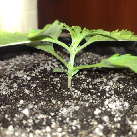 Tutankhamon growlog timeline photo
