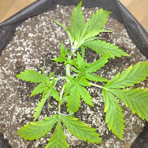 Tutankhamon growlog timeline photo